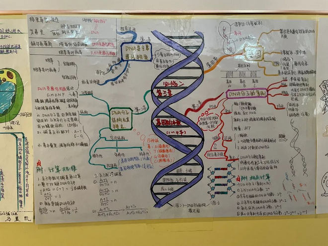 植物细胞思维导图大学图片